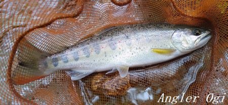 ブドウムシで良型連発！