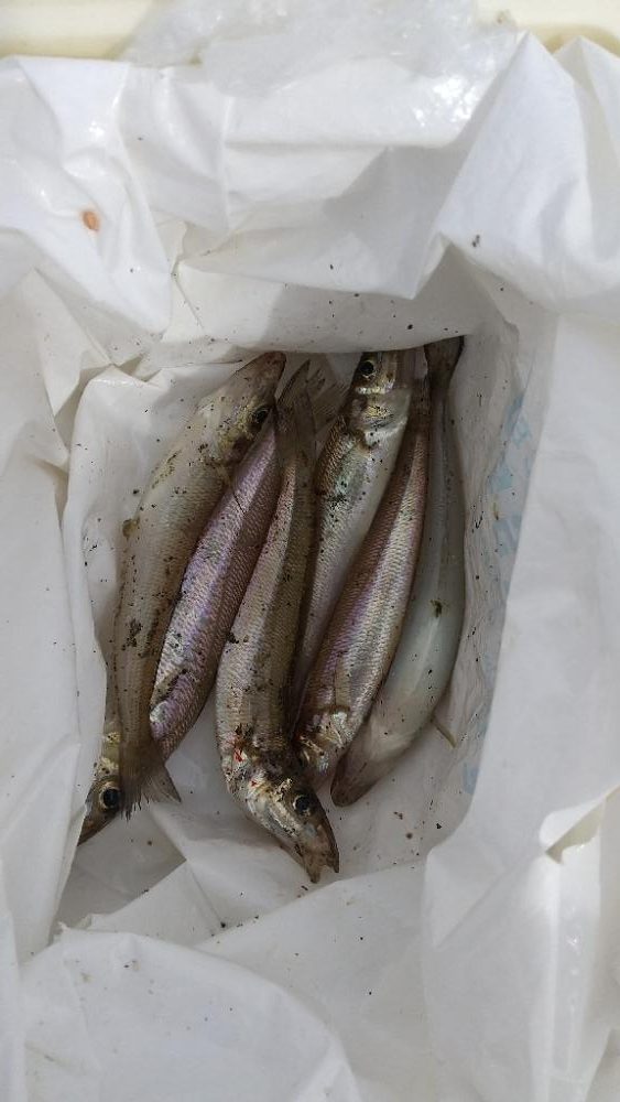 キス~ちょい投げ