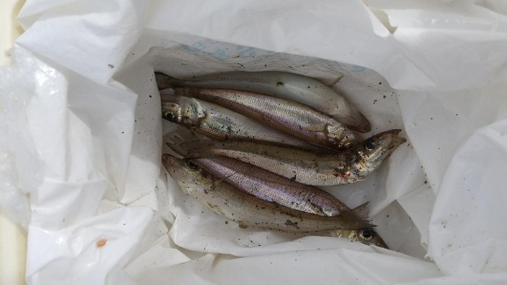キス～ちょい投げ