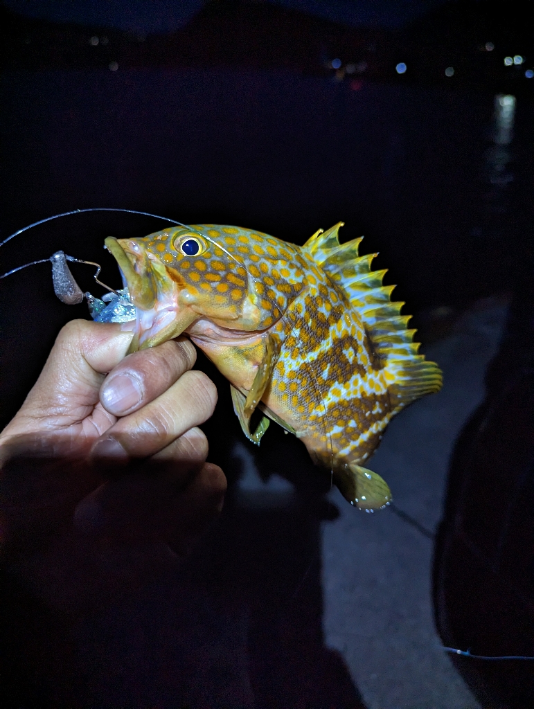 陸っぱり釣行記