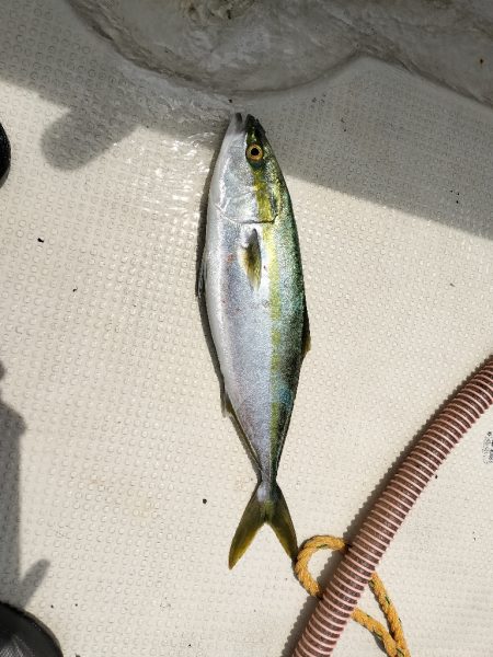 明石ジギング！