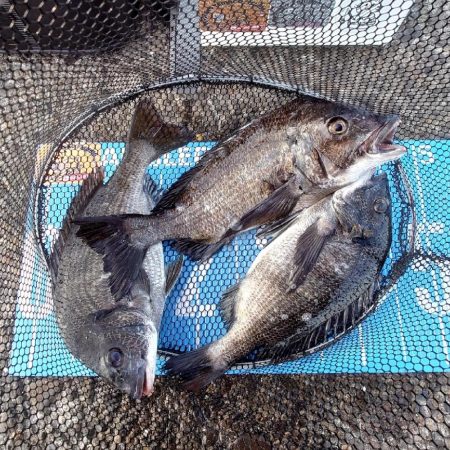 ふかせ釣り第4戦💦遠矢浮き…