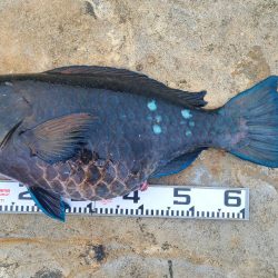 和歌山市江（吉丸渡船）で磯フカセ