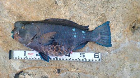 和歌山市江（吉丸渡船）で磯フカセ