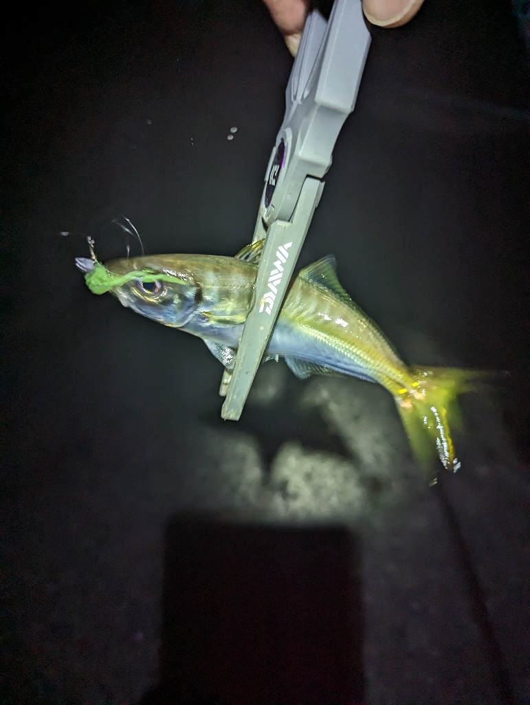 陸っぱり釣行記