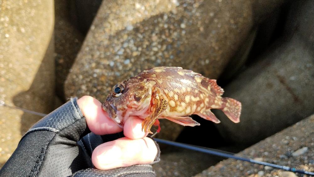 ショアジギングのち穴釣り