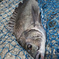 久しぶりのフカセ！