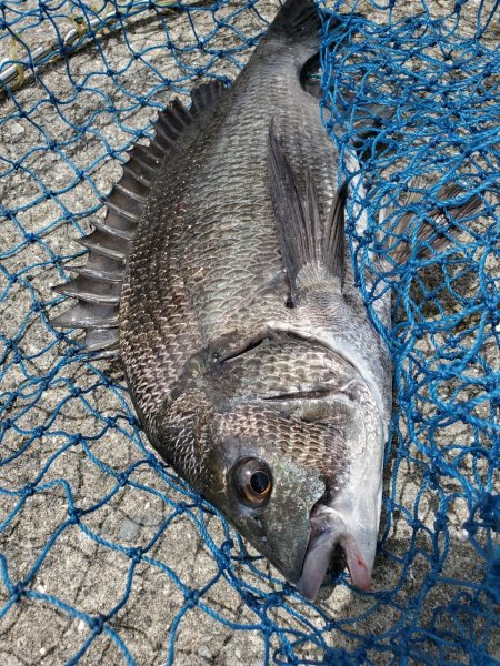 久しぶりのフカセ！