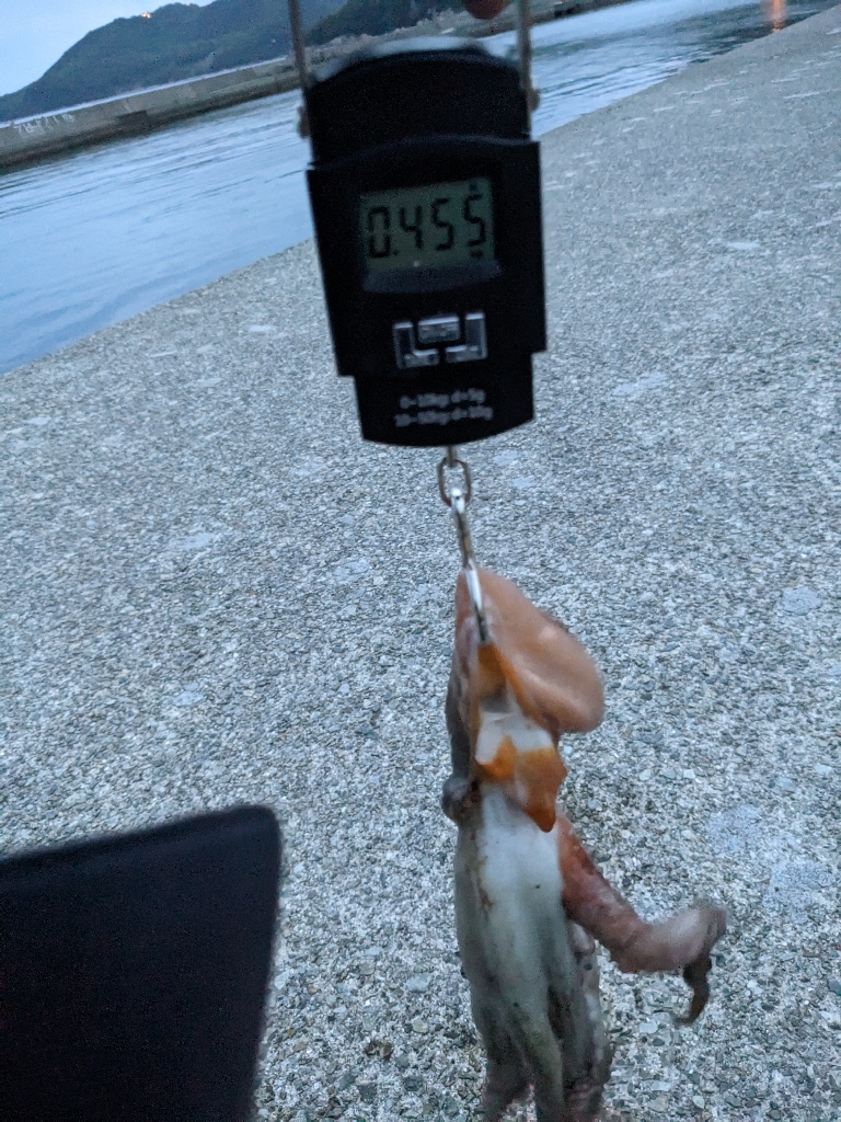 🐙４ヶ月ぶりのタコちゃん🐙