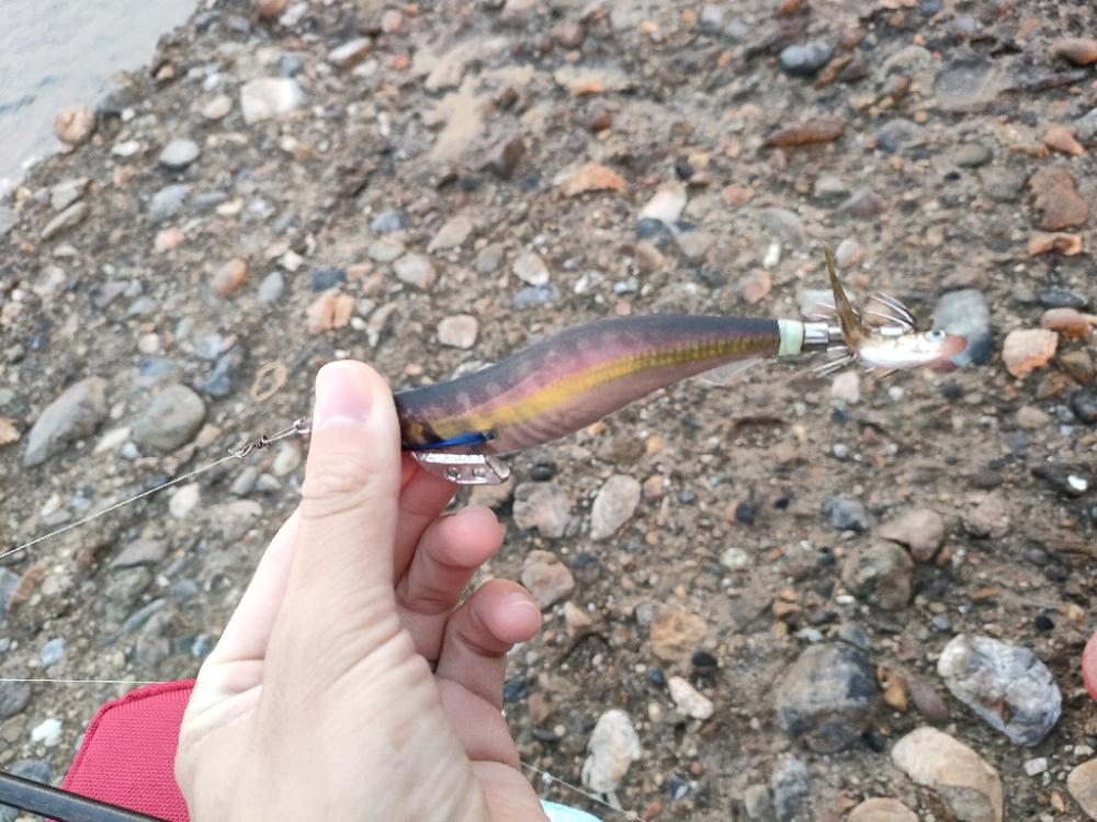 春イカまだかなぁ