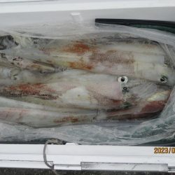 やりいか30～52杯