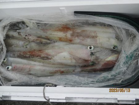 やりいか30～52杯