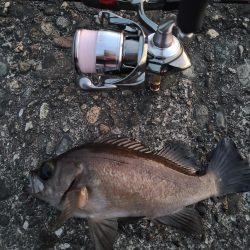 久しぶりのメバリング