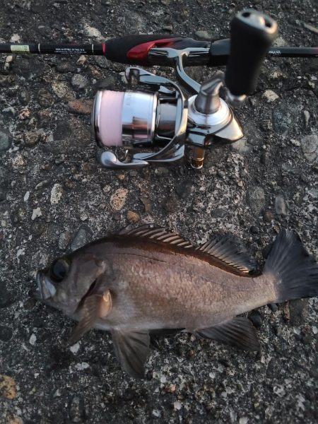 久しぶりのメバリング