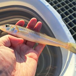 キス釣りスタート