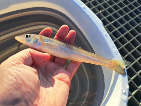 キス釣りスタート