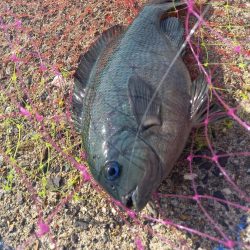 良型のグレが釣れました