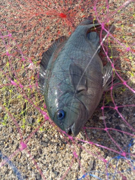 良型のグレが釣れました