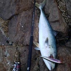 久しぶりの鰤属でした