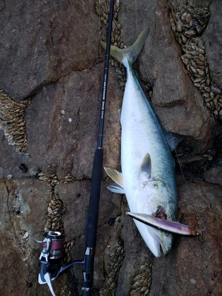 久しぶりの鰤属でした