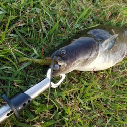 ブラックバス狙いだったけど、、