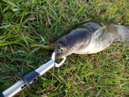 ブラックバス狙いだったけど、、