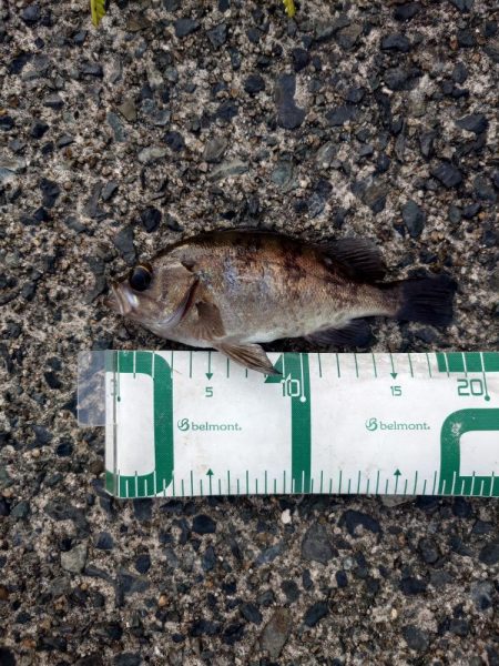 久しぶりに釣れた