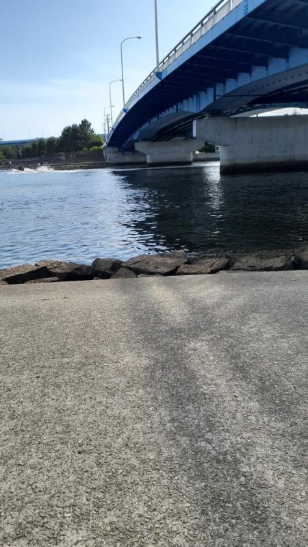 甲子園浜 シーバス