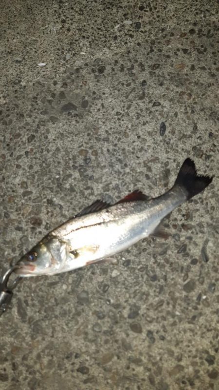 貝塚でバチ抜け