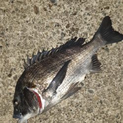 シーバスとチヌ。