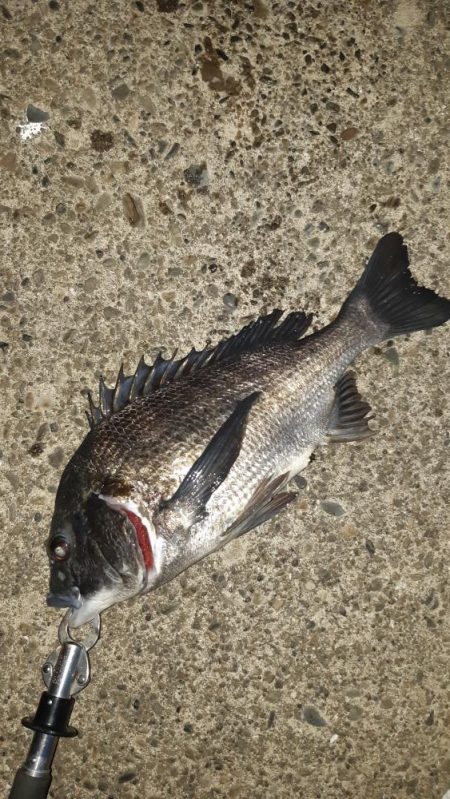 シーバスとチヌ。