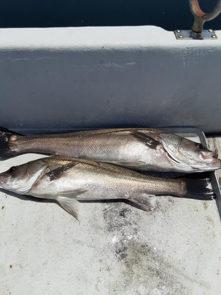 シーバスジギング