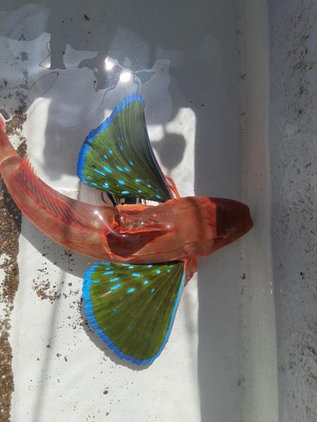 ほどよく楽しめた釣行