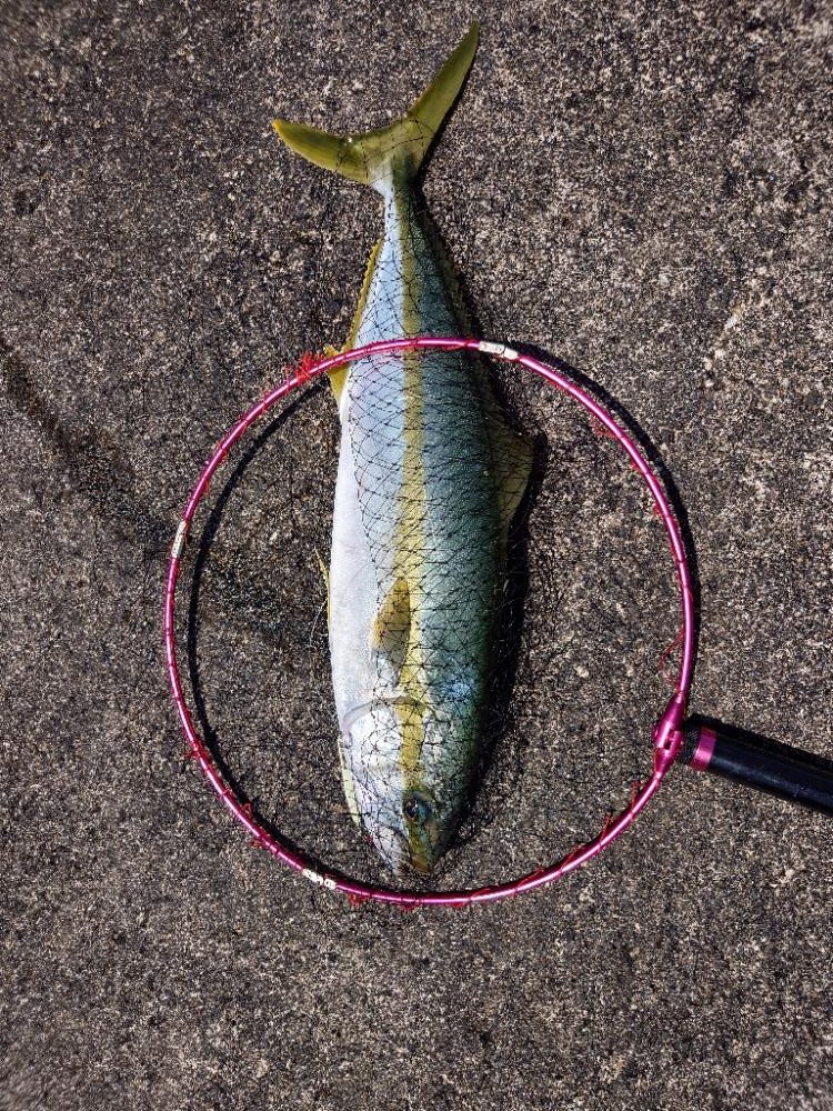 隠岐の島 ショアジギング!