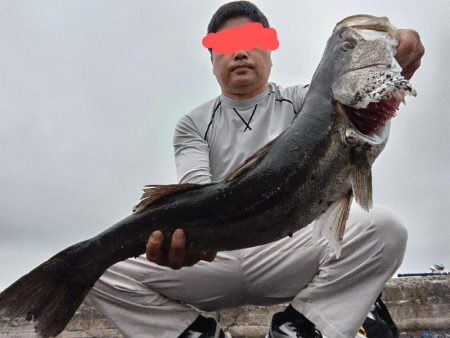 シーバス釣れました!