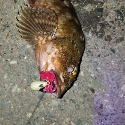 フリーリグやってみた。