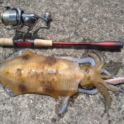 真っ昼間の夜のカラー