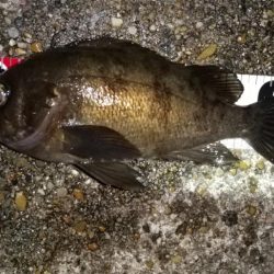 メバルを求めて須磨海岸