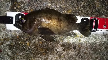 メバルを求めて須磨海岸