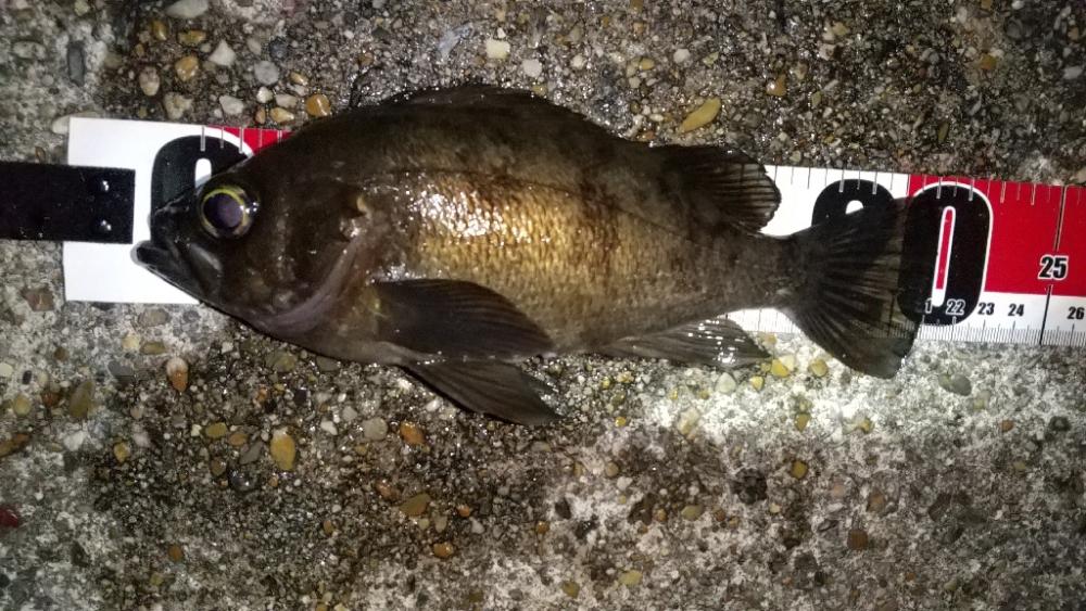 メバルを求めて須磨海岸