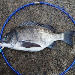 ふかせ釣り第三戦💦遠矢浮き…