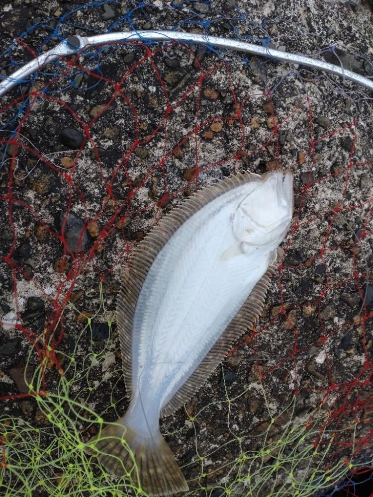 チラメ2枚とアナハゼ1匹