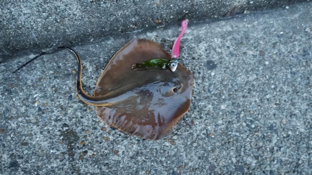 強風で少しだけ