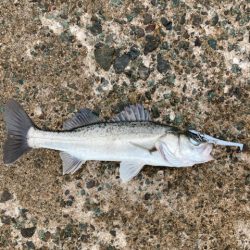 ショアジギング