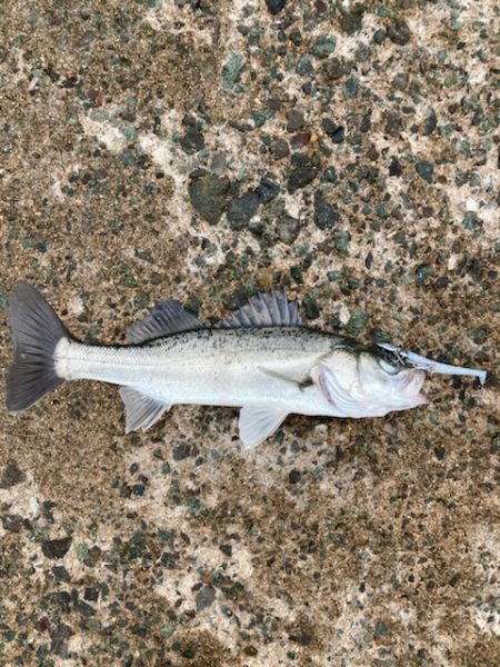 ショアジギング