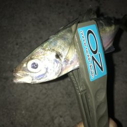 夕マズメのアジング絶好調