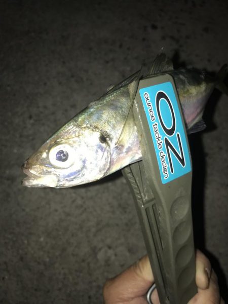 夕マズメのアジング絶好調