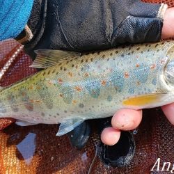 数は少ない、釣れたら良型