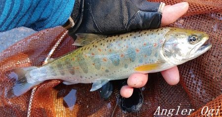 数は少ない、釣れたら良型