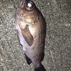 ショアジギからメバリング